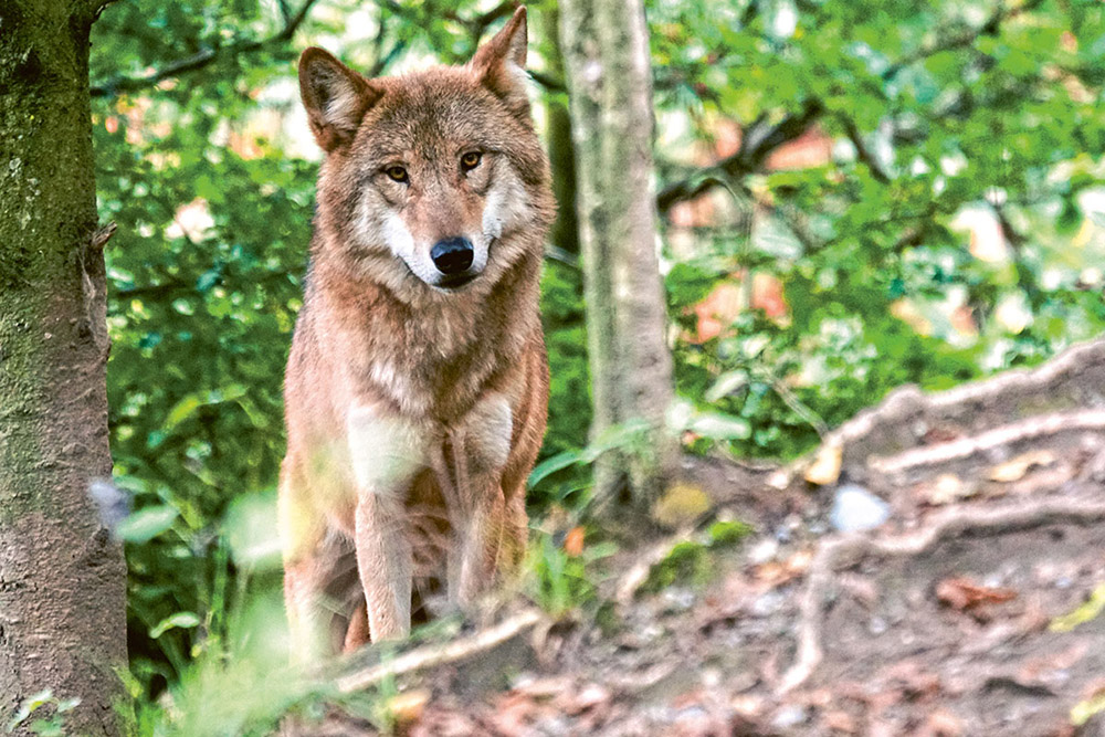 Bear, wolf and lynx