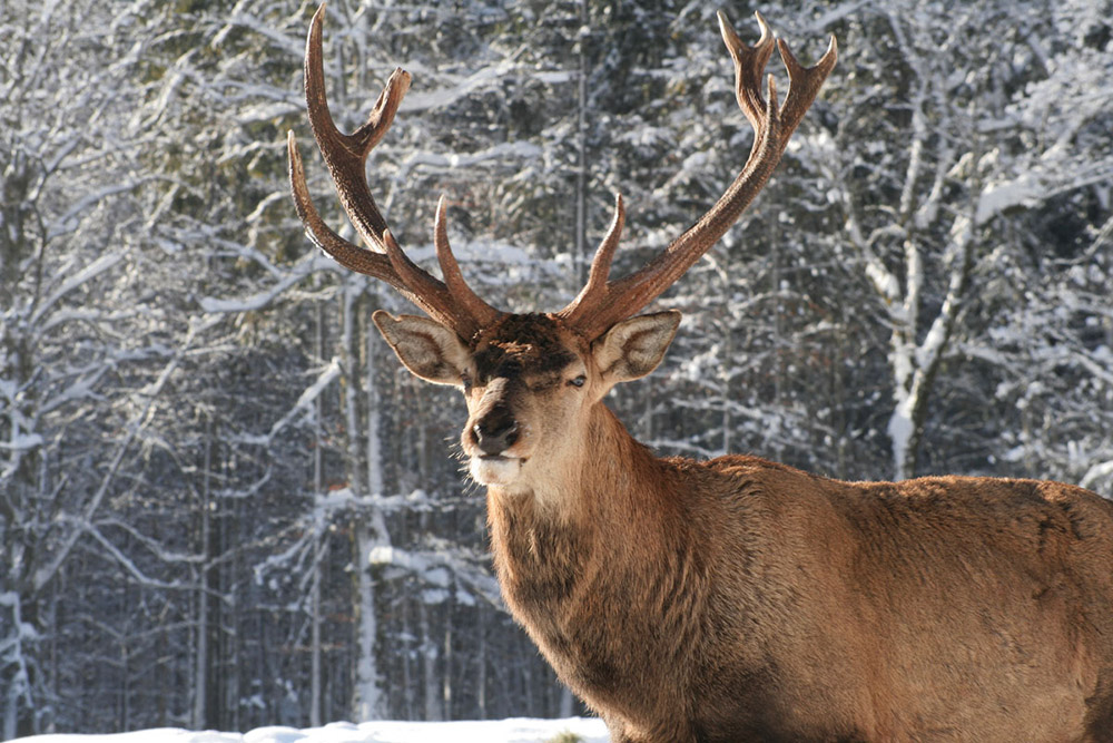 Deer in winter