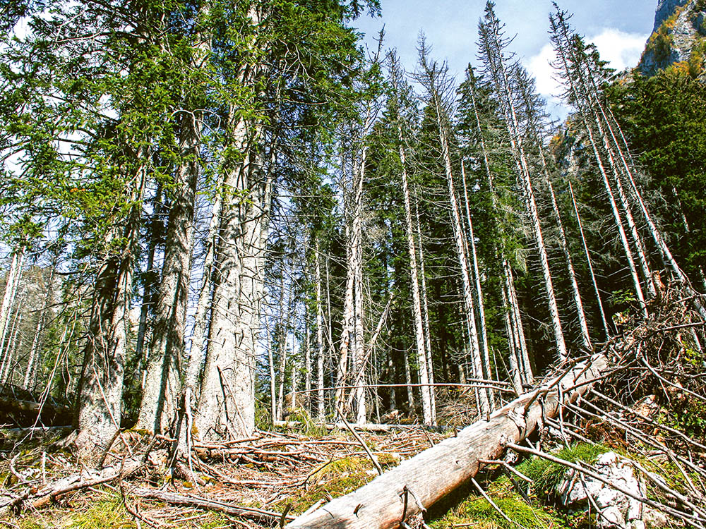 Wald im Wandel – Wildnis zulassen