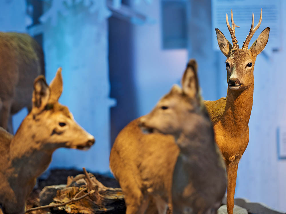 Einführung + Begleitung durch die Ausstellung «Vertikale Wildnis»