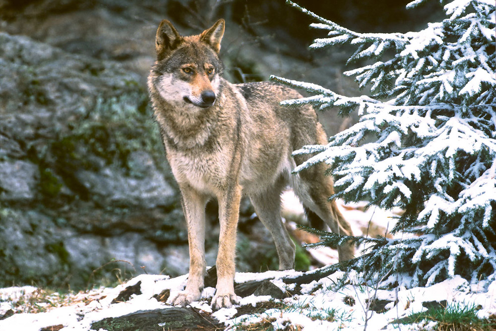 Wolf, Bär, Luchs & Mensch