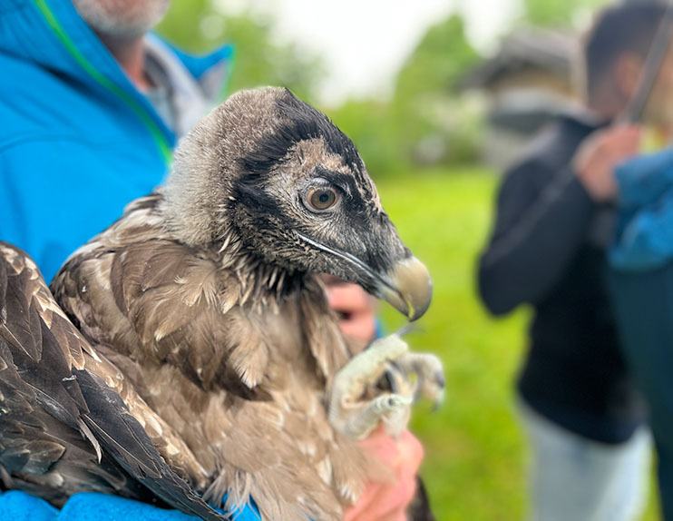 Bearded vulture lady „Recka“ - © NPV BGD