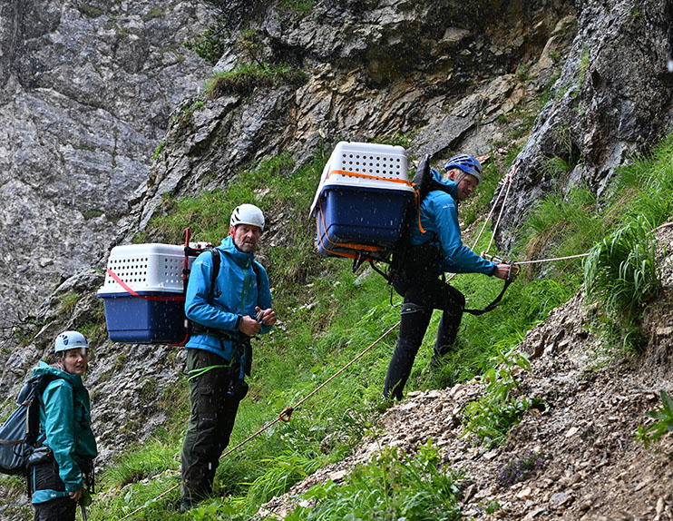 „Recka“ und „Dagmar“ kurz vor ihrer Ankunft in der Auswilderungsnische - © Hansruedi Weyrich (weyrichfoto.ch)