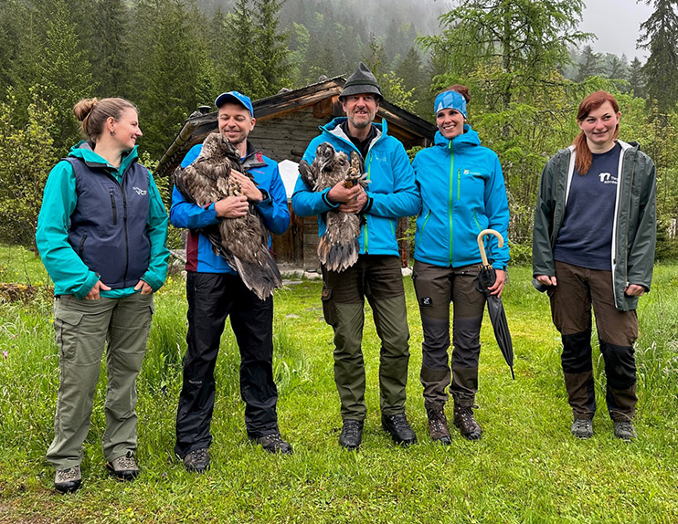 Erster Auftritt der jungen Bartgeier - © NPV BGD