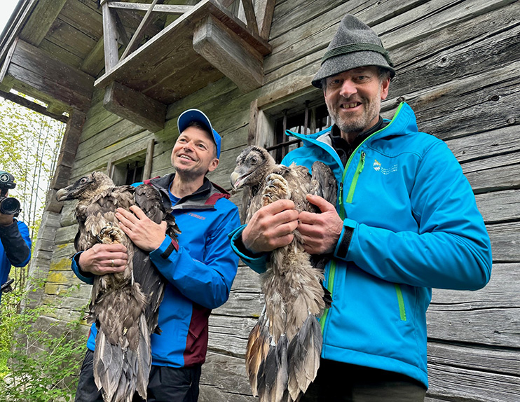 Toni Wegscheider (LBV) mit Bartgeierdame `Sisi` und Christian Willeitner (NPV) mit Bartgeiermännchen `Nepomuk` - © NPV BGD