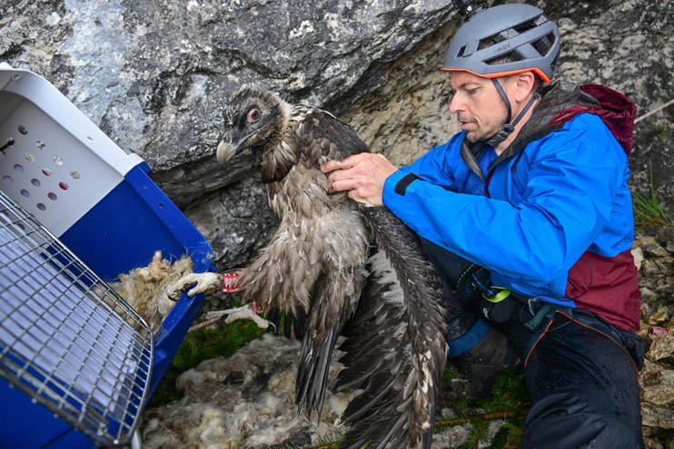 Bartgeierdame Sisi auf dem Weg in die Freiheit mit Toni Wegscheider (LBV) - © Hansruedi Weyrich (weyrichfoto.ch)