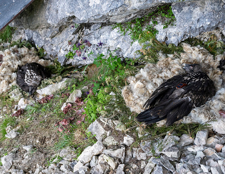Zierli (l.) und Alosa (r.) in der Auswilderungsnische.
 - © Hansruedi Weyrich (weyrichfoto.ch)