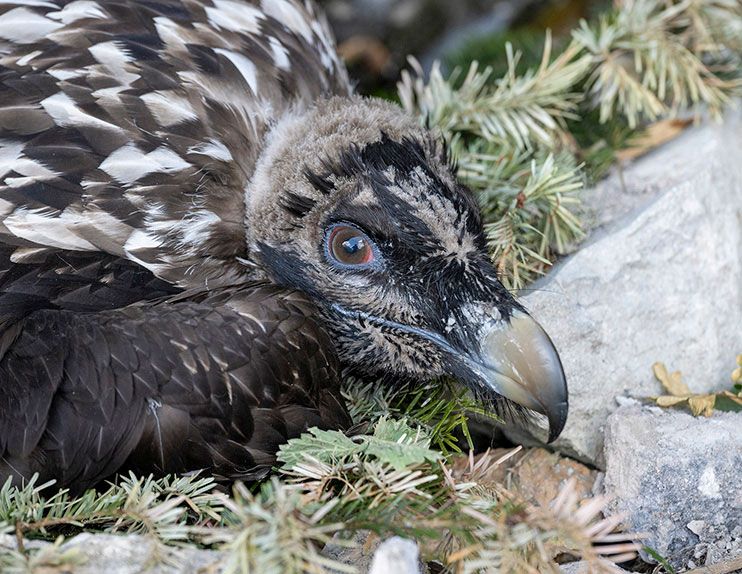 Zierli in der Auswilderungsnische.
 - © Hansruedi Weyrich (weyrichfoto.ch)