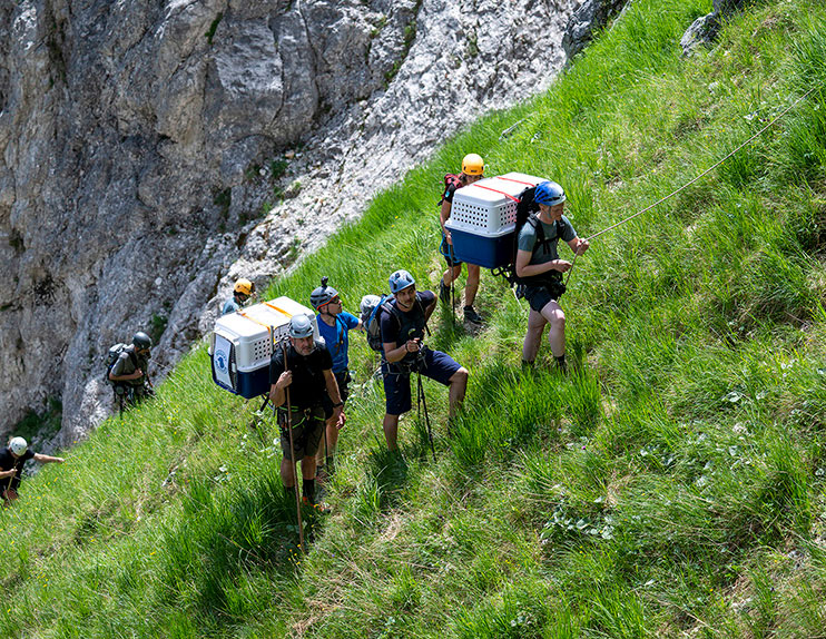 Die letzten Meter in die Nische übernehmen die erfahrenen Nationalpark-Berufsjäger.
 - © Hansruedi Weyrich (weyrichfoto.ch)
