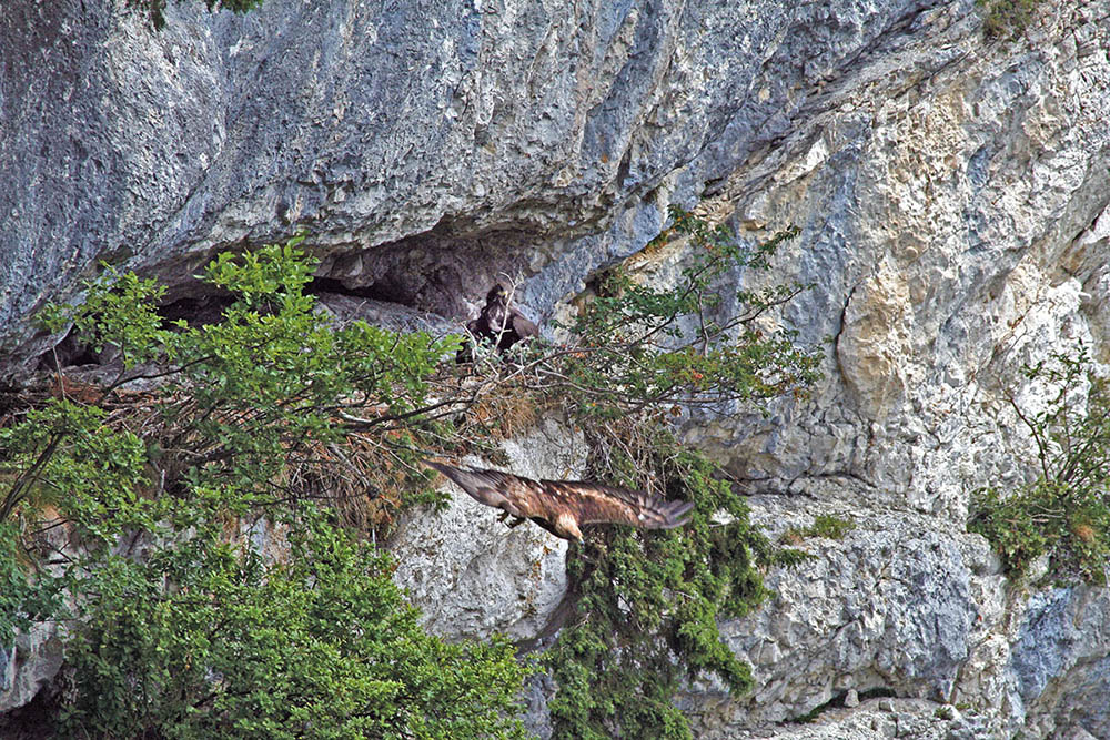 Steinadlerküken (c) Johann Jaritz