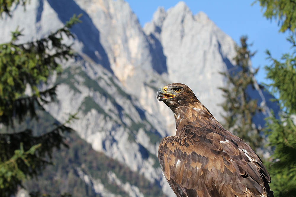 Golden eagle portrait