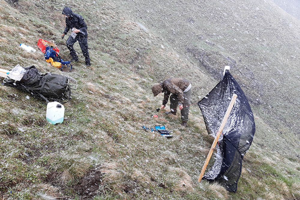 Setting up insect traps in a snow storm on the alpine pasture Krautkaser