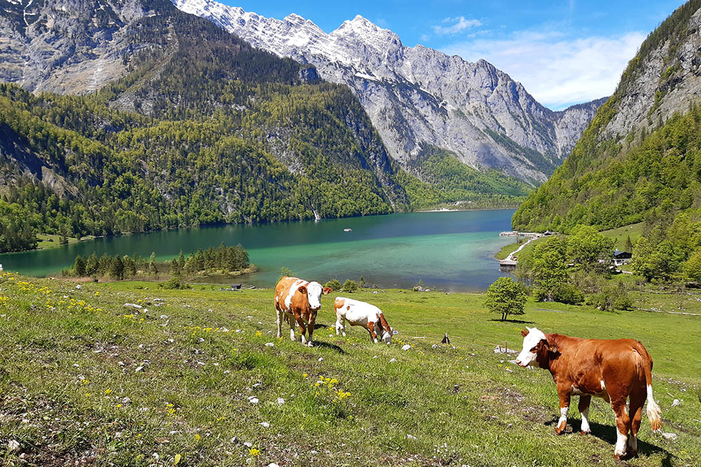 Cattle on the alpine pasture Salet