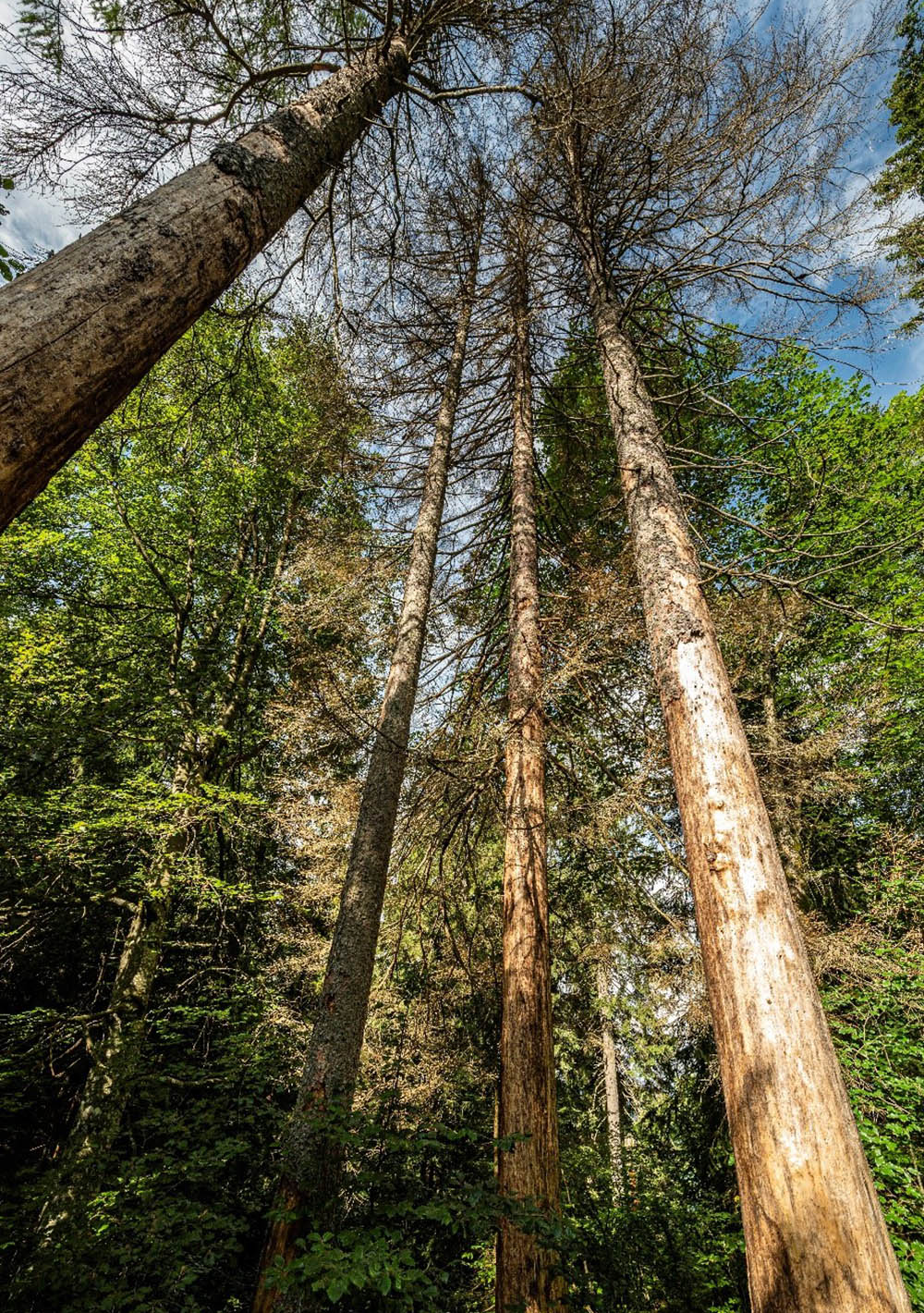 Durch Borkenkäferbefall abgestorbene Fichten (Picea abies) (Foto: Michael Maroschek)