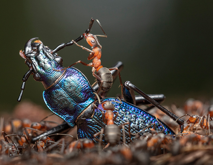 Waldameisen – Superheldinnen auf sechs Beinen, Foto: © Ingo Arndt