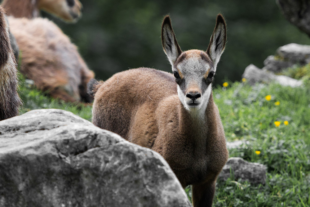 Chamois