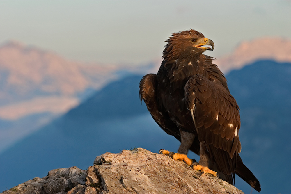 Golden eagle