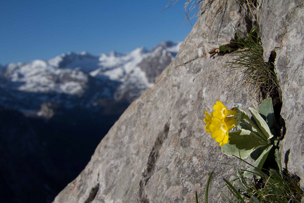 Alpenaurikel