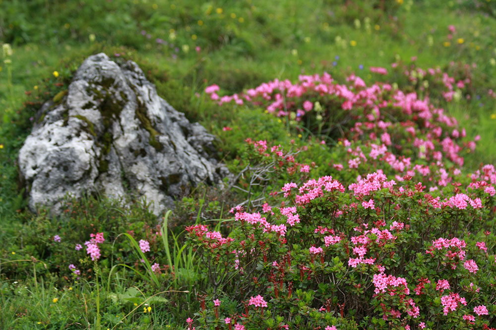 Alpine Rose