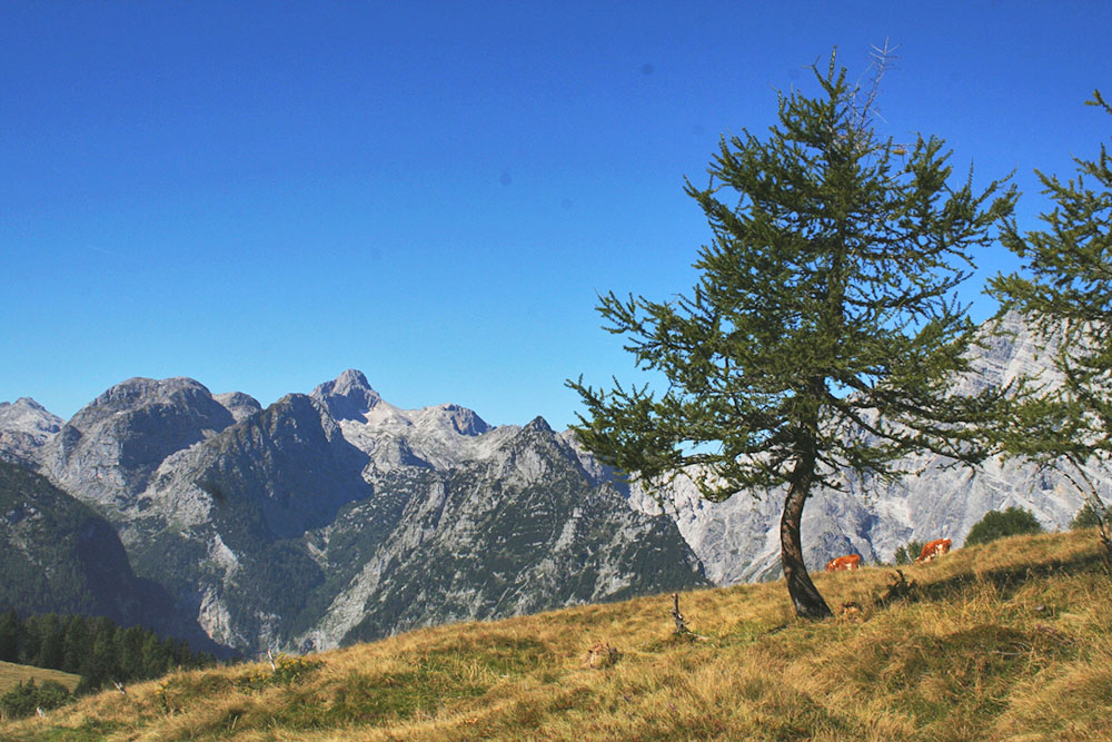 Hochplateau mit Lärche