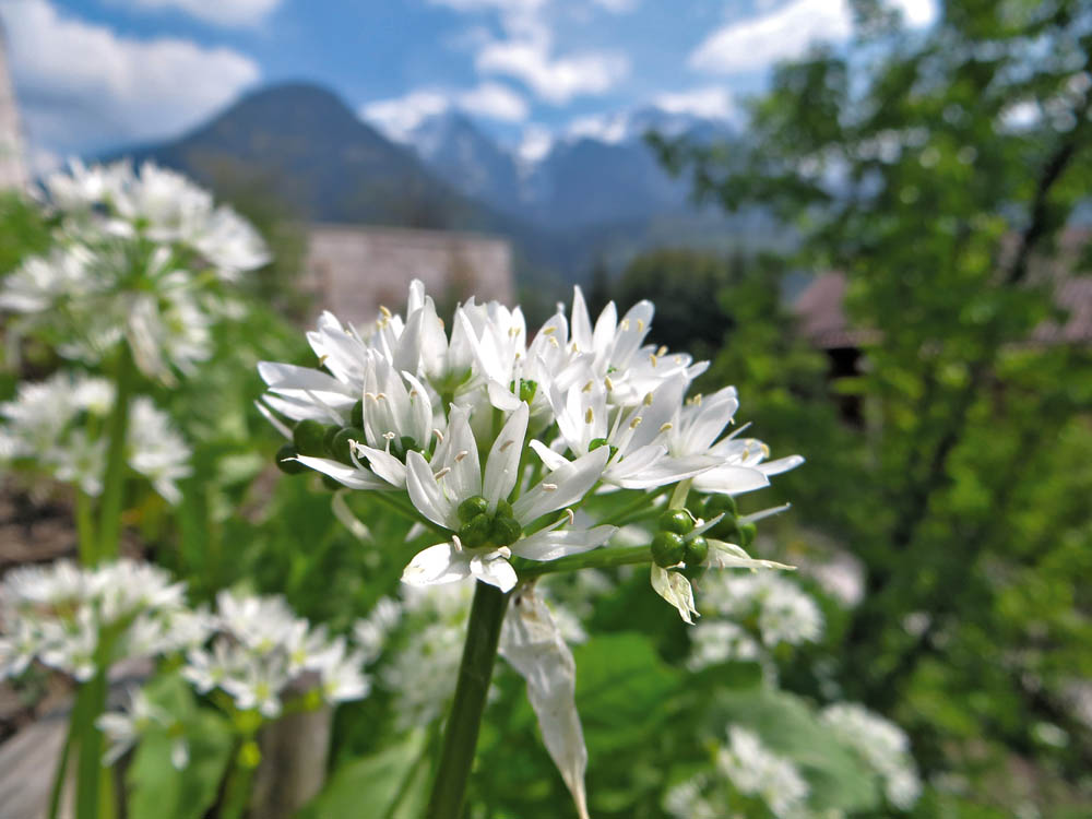 Kräuter aus der Natur – Innerer Landkreis