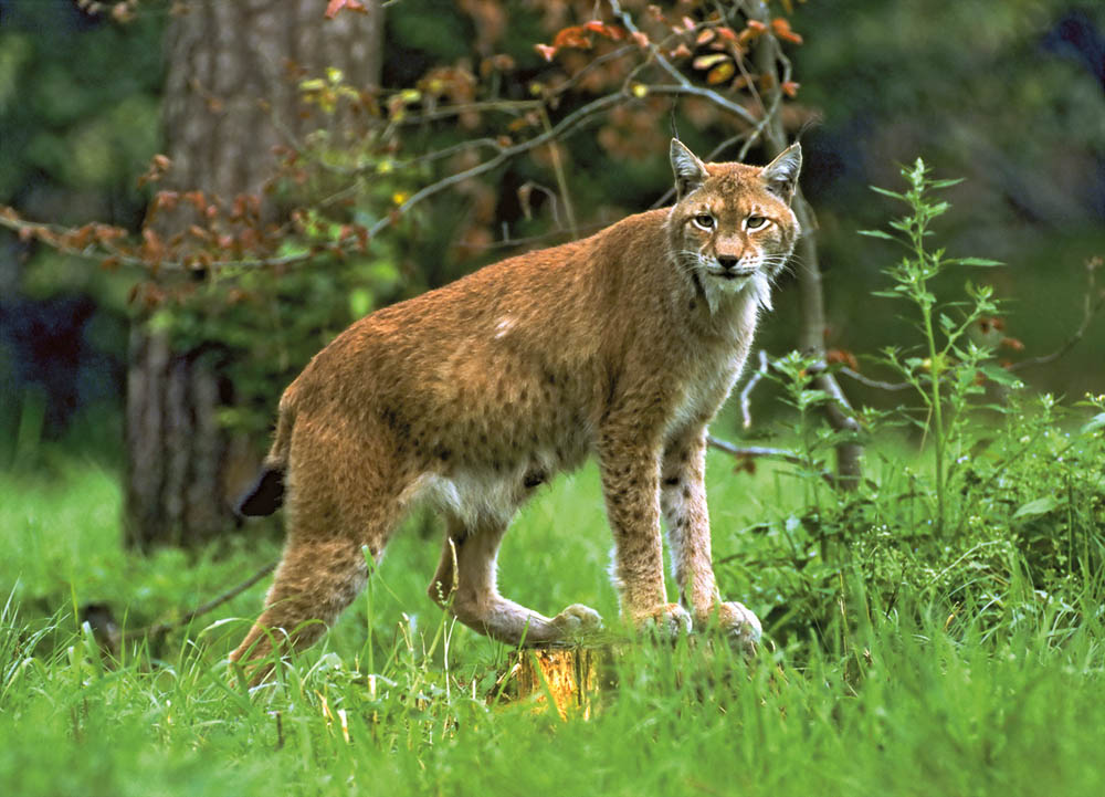 Wolf, Bär, Luchs und Mensch – Klausbachtal